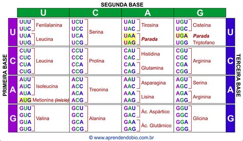 Códon De Parada Aprendendo Biologia