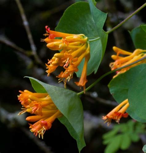 Hummingbird Western Trumpet Honeysuckle Vine Lonicera ciliosa - 20 Seeds