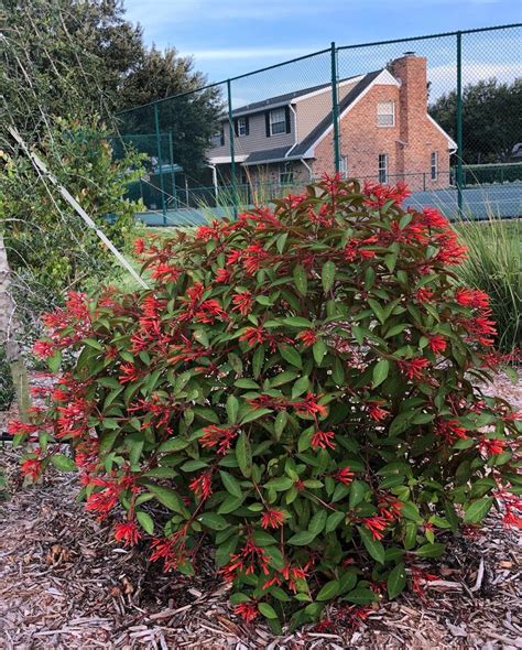 Native Shrubs — Florida Native Plants Nursery & Landscaping