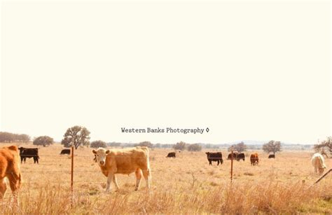 Cattle photography