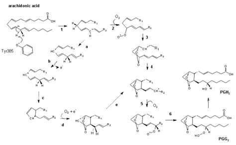 Cyclooxygenase Reaction Mechanism