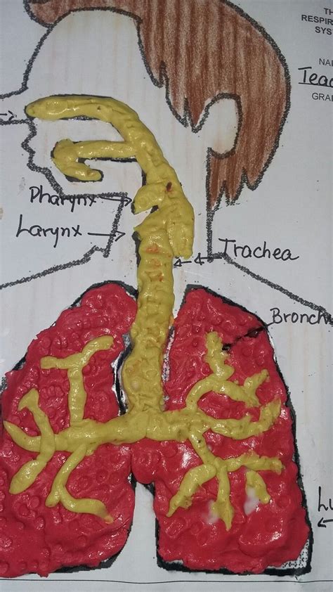 Respiratory System Model Project