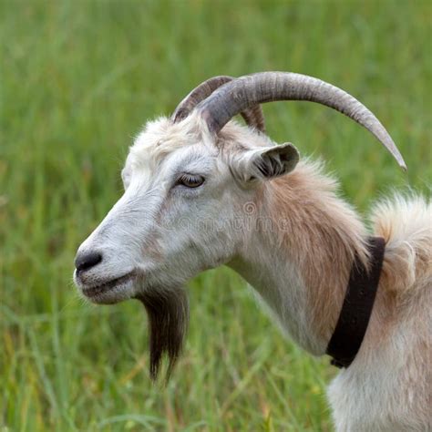 Head Of A Goat Stock Photo Image Of Hair Domestic Goat 25623756