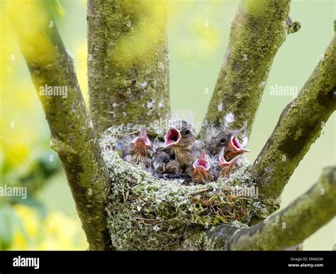 chaffinch nest Stock Photo - Alamy