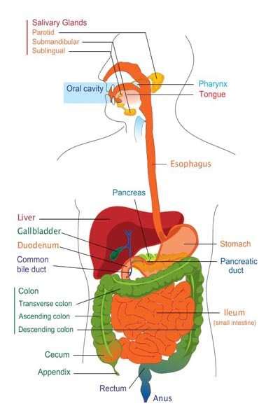 the human digestive system diagram - ModernHeal.com