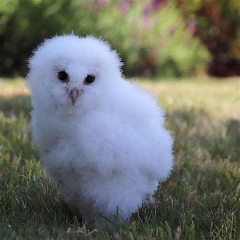 Fluffy Baby Owl