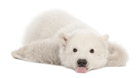 Polar bear cub - backiee