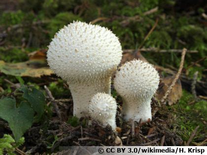 Vesse De Loup Perl E Vesse De Loup Pierreries Lycoperdon Perlatum