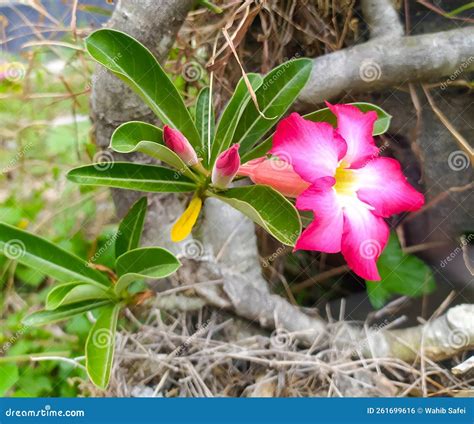 Adenium Obesum Ou Cambodiana Japanesa Planta Ornamental Flores