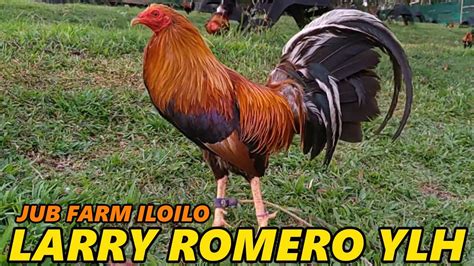 Larry Romero Yellow Legged Hatch Dink Fair Sweater JUB FARM Iloilo