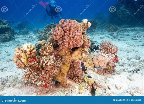 Coral Reefs Under a Deep Blue Sea Stock Photo - Image of closeup, ocean ...