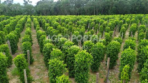 Fazenda à venda no Pará Paragominas 979 ha Agroportal