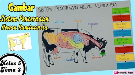 Cara Membuat Gambar Sistem Pencernaan Pada Hewan Ruminansia Ipa