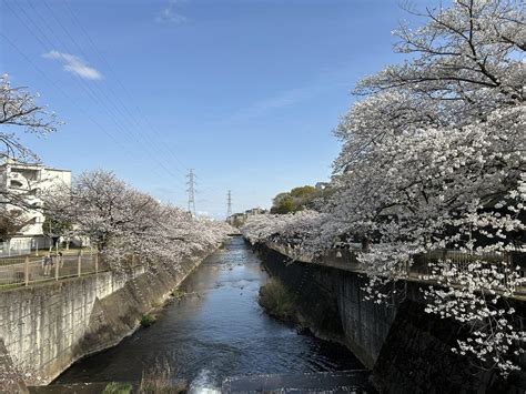 『2025年春、"町田 恩田川の桜"。4月5日（土）午後 晴れ・満開、最寄駅 JR横浜線 成瀬 or 東急田園都市線 長津田の桜の名所！』町田 ...