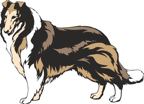 Rough Collie Border Collie Smooth Collie Clip Art Tzu Vector Png