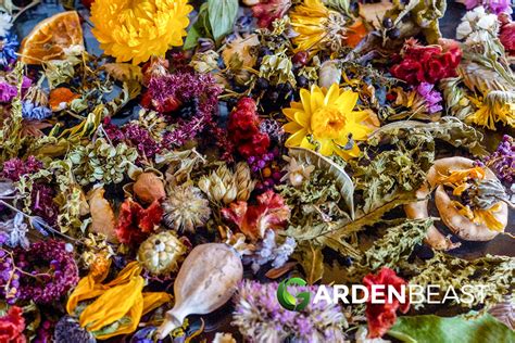 Everything You Need to Know about Dried Flowers - A Complete Guide
