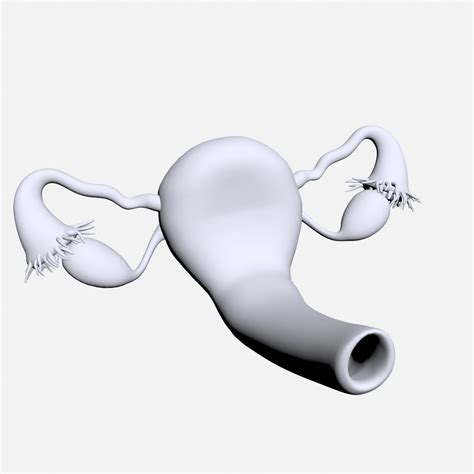 Female Reproductive 3d Model Turbosquid 1288110