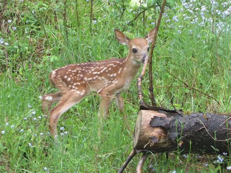 Whitetail fawns dropped late this spring in the Northeast. What it ...