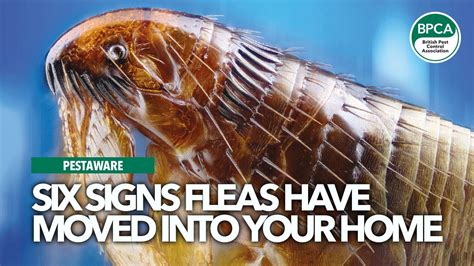 Six Signs Fleas Have Moved Into Your Home