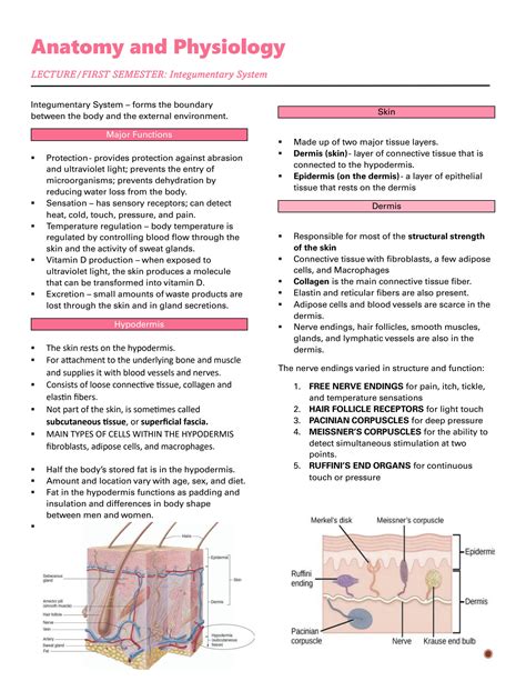 SOLUTION Anatomy And Physiology Integumentary System Transes Studypool