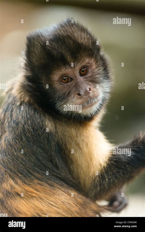 Tufted Capuchin Monkey Sapajus Apella With Cheeky Expression Stock