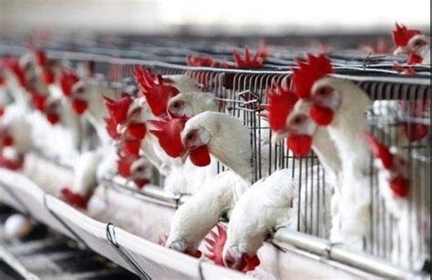 Nigerian Government Destroys 329 000 Chickens In 62 Farms Over Bird Flu