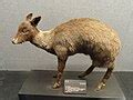 musk deer wikipedia