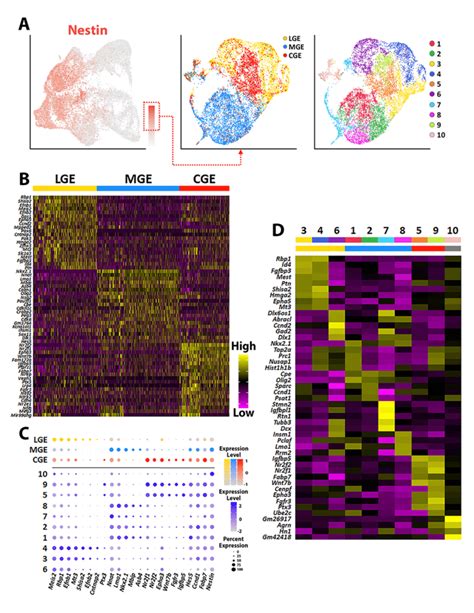 Transcriptional Heterogeneity Of Nestin Expressing Vz Cells In The