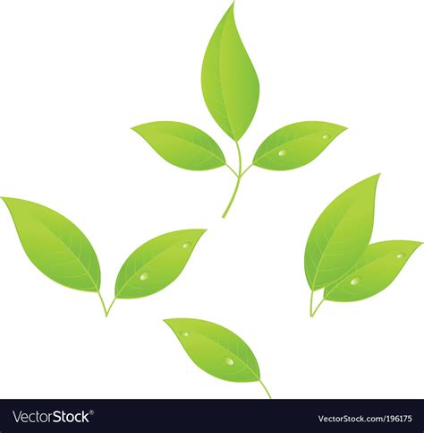 Tea Leaves Royalty Free Vector Image Vectorstock