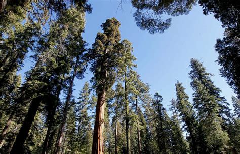 Famed Mariposa Grove Of Giant Sequoias To Reopen In June