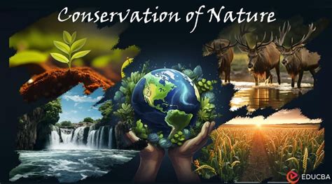 essay  conservation  nature  words  study