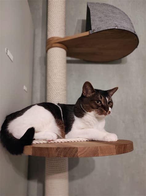 Высокие когтеточки из натурального дуба до потолка — купить онлайн