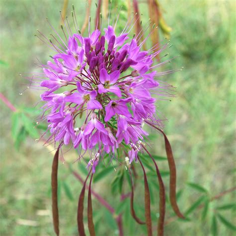 Rocky Mountain Beeplant (Plants of Jackson Lake State Park) · iNaturalist