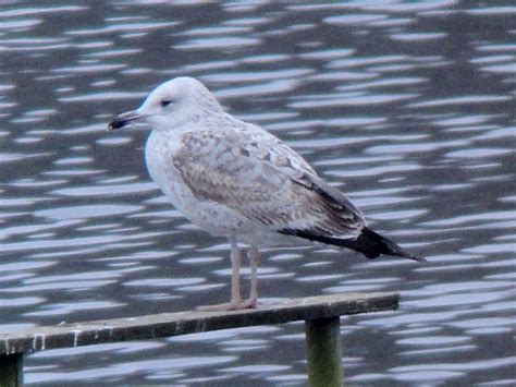 Herts Bird Club Caspian Gull