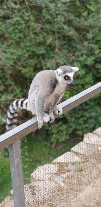 Lemur Zoo Djur Gratis foto på Pixabay Pixabay