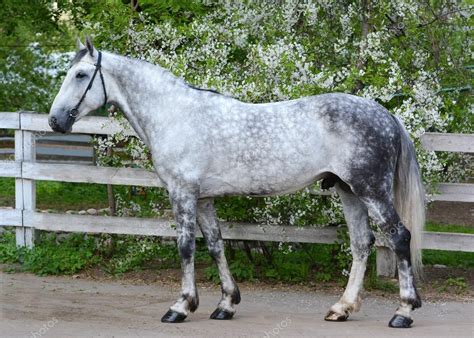 Gray horse orlov trotter breed on the background of a flowering Stock ...