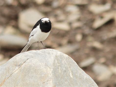 Hodgsons White Wagtail Mengbishan Sichuan Province Flickr