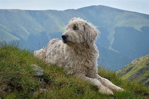 Romanian Mioritic Shepherd Dog - Dog Breed Information