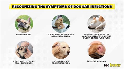 Recurring Dog Ear Infection? Try this... - Veterinary Secrets with Dr. Andrew Jones, DVM