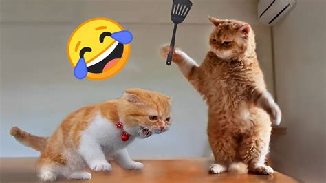 10 Minutes FUNNY CAT MEMES 2023 - YouTube
