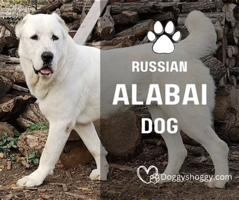 Russian Alabai Dog Everything You Need To Know Doggy Shoggy