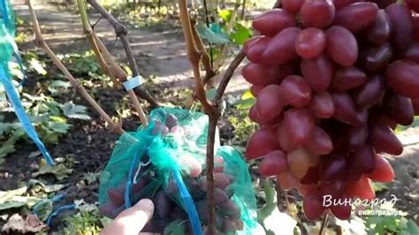 Виноград "Казанова". - Смотреть онлайн в поиске Яндекса по Видео
