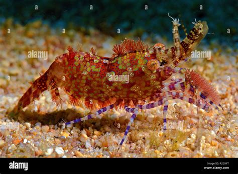 Marble Shrimp Saron Marmoratus Witu Island West New Britain Papua