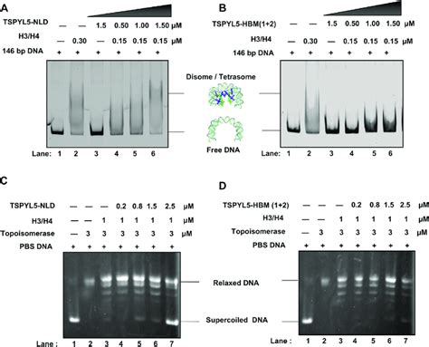 Tspyl5 Promotes In Vitro Histone Deposition And Plasmid Supercoiling A