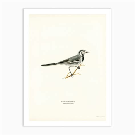 Pied Wagtail The Von Wright Brothers Art Print By Fy Classic Art