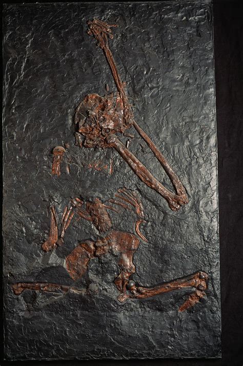 Oreopithecus Ape Fossil Photograph by Pascal Goetgheluck/science Photo ...