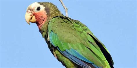 The Top Most Expensive Parrots In The World Taj Birds