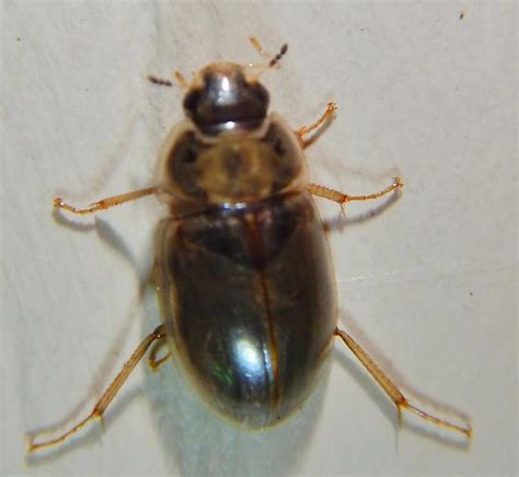 Enochrus Bugguidenet