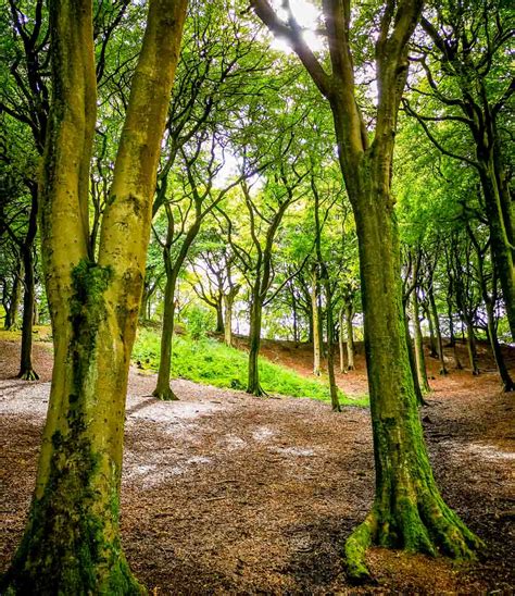 Tandle Hill Country Park Royton Oldham Baldhiker