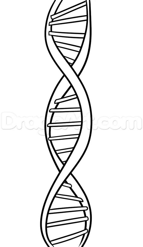 How To Draw DNA Step By Step Anatomy People FREE Online Drawing